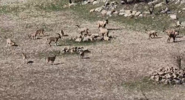 El sürmenin cezası 940 bin lira! Sürü halinde görüntülendiler
