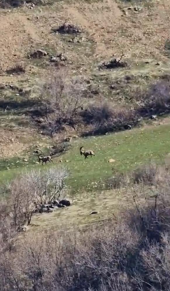 El sürmenin cezası 940 bin lira! Sürü halinde görüntülendiler