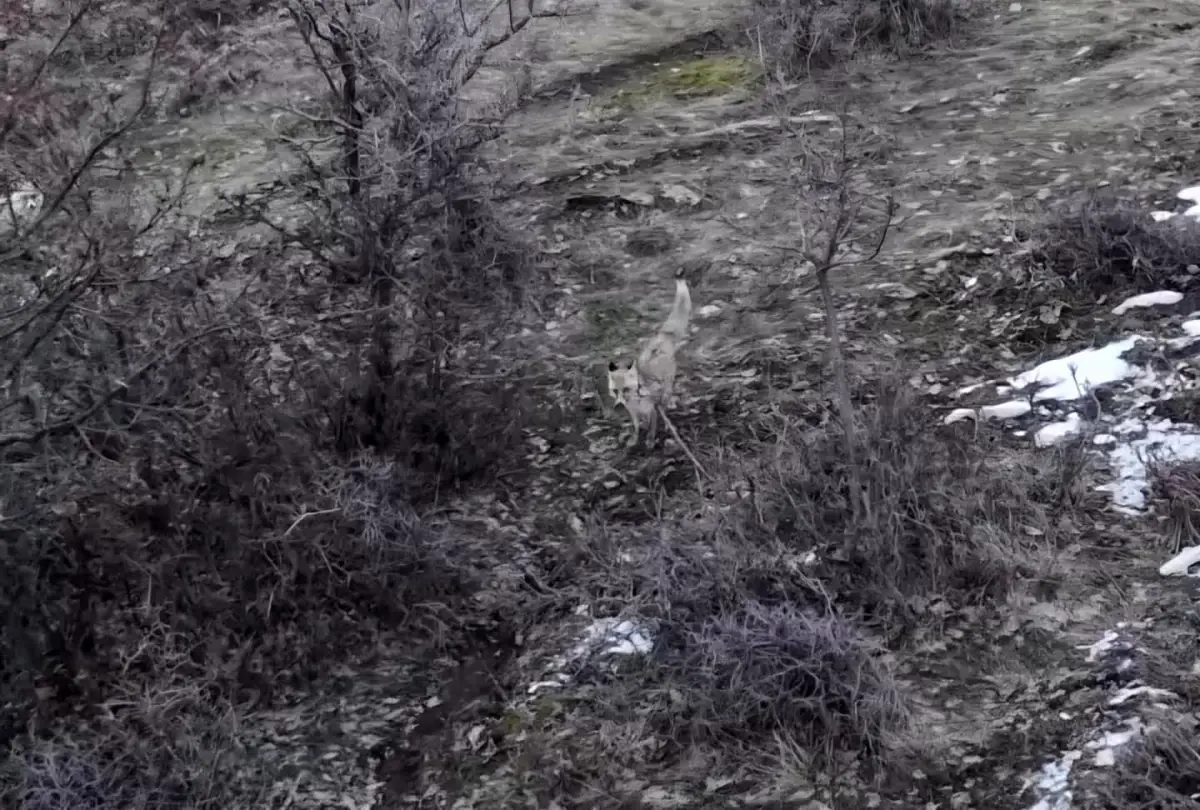 Hasköy\'de Dronla Görüntülenen İki Tilki