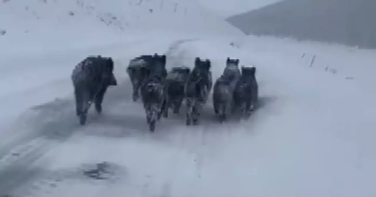 Kars\'ta Kurtlar Köpeği Kapıp Götürdü