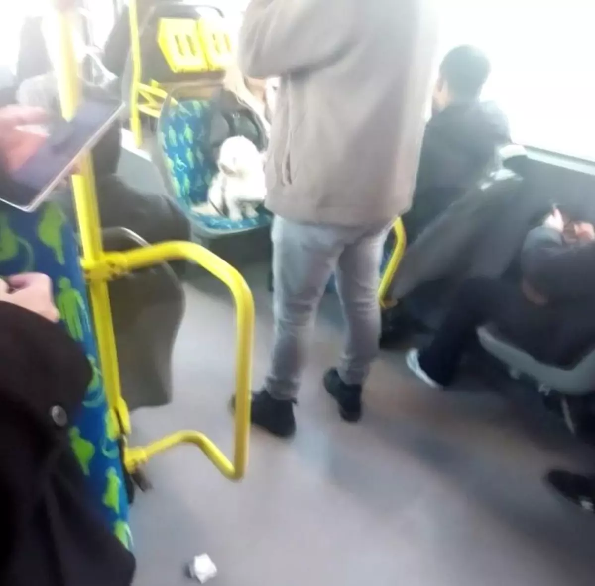 Metrobüste köpek koltukta oturdu, sosyal medyada tartışma başladı