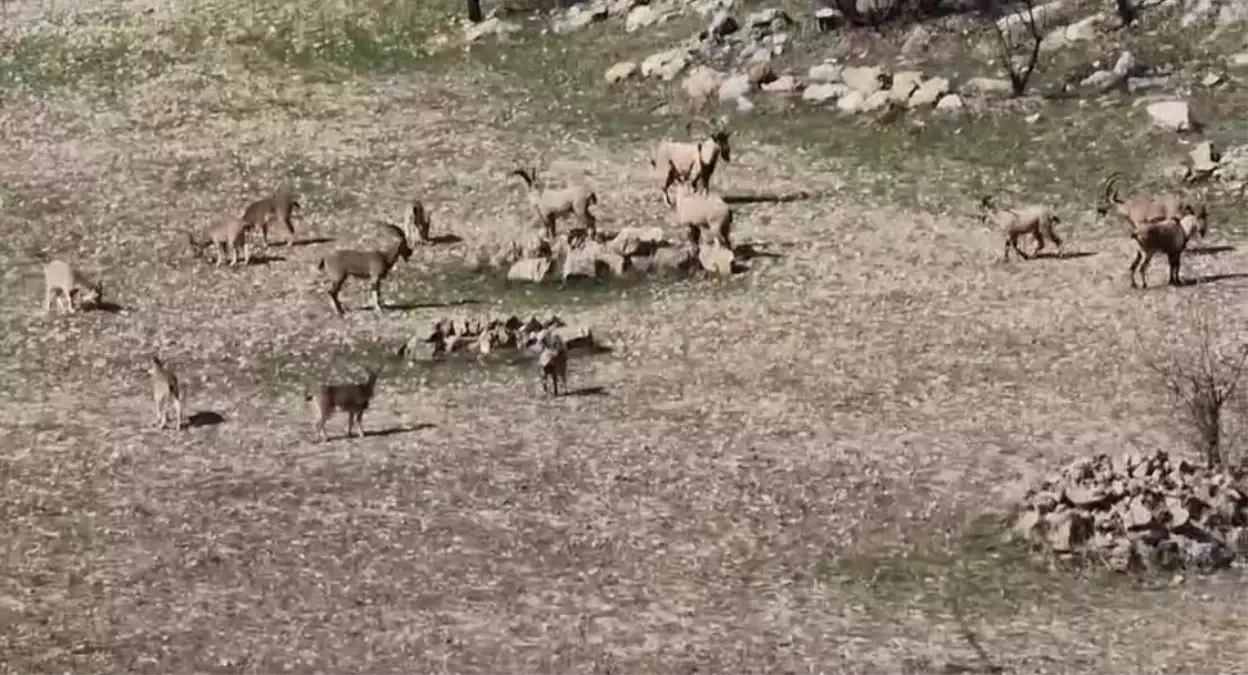 Zarar vermenin cezası 940 bin lira: Diyarbakır\'da sürü halinde görüntülendi