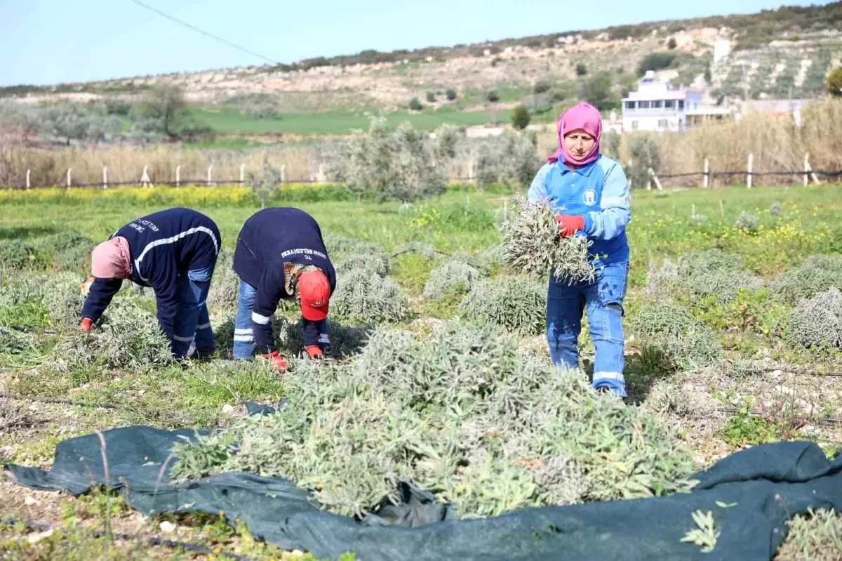 Didim\'de ada çayı hasadı yapıldı