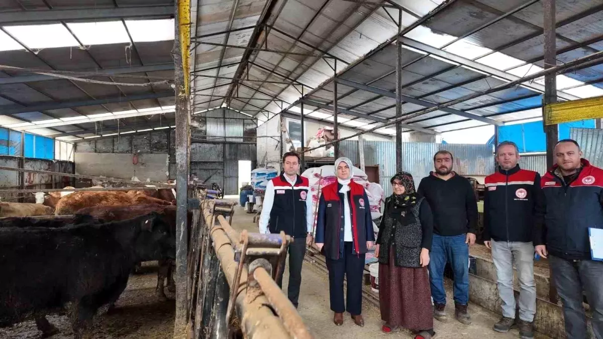 Düzce\'de kadın yetiştiriciye etçi ırk düve desteği