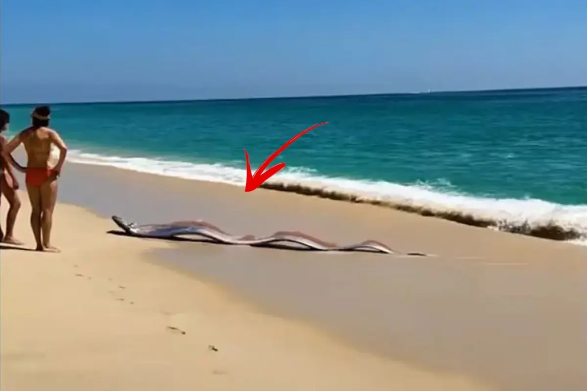 İki "kıyamet balığı" sahile vurdu