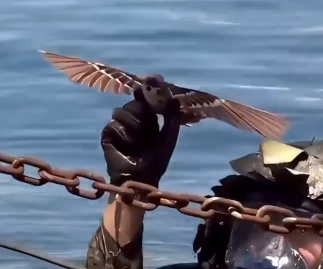 Bu kuş ABD'nin uykularını kaçıracak! Hepsiyle savaşmak zorunda kalabilirler