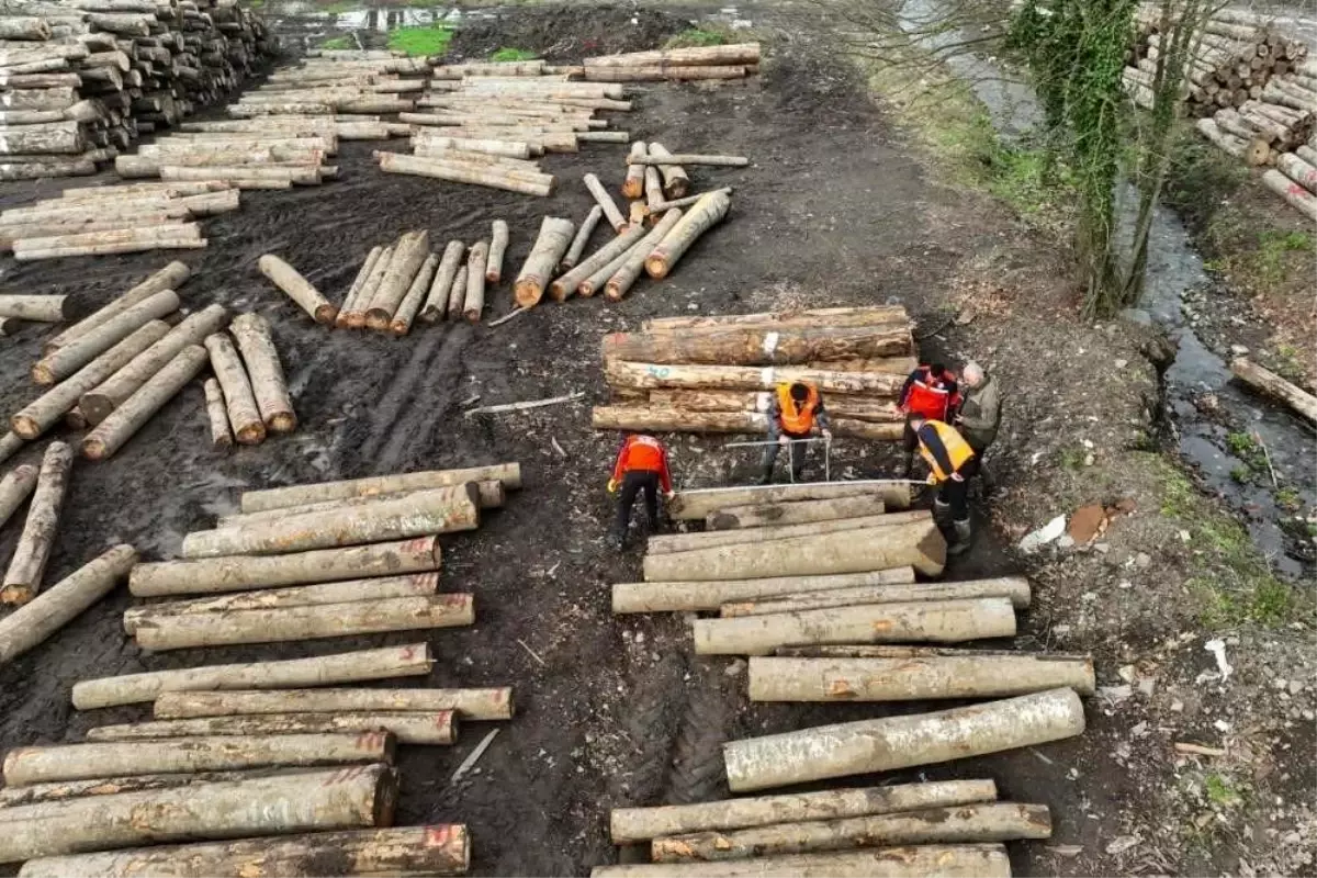 Düzce\'de Orman Ürünleri İhracatı Artıyor