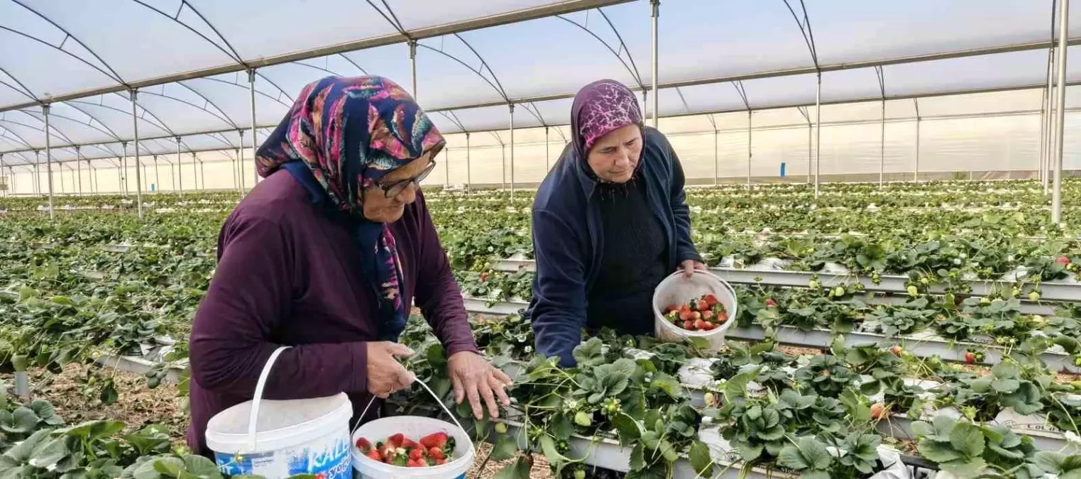 Silifke\'de Kadınlar Günü Tarlada Geçiyor