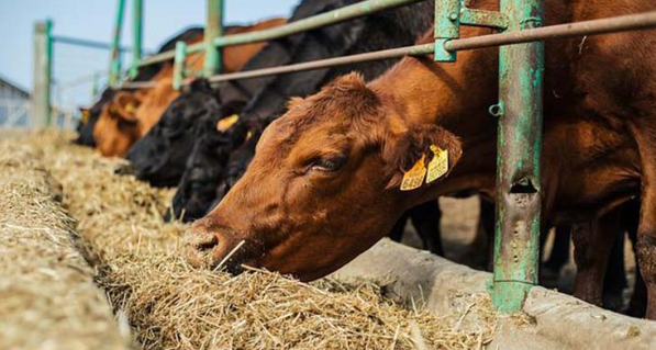 Orta Doğu'daki savaş tarlayı vurdu! Küresel gıda krizi kapıda
