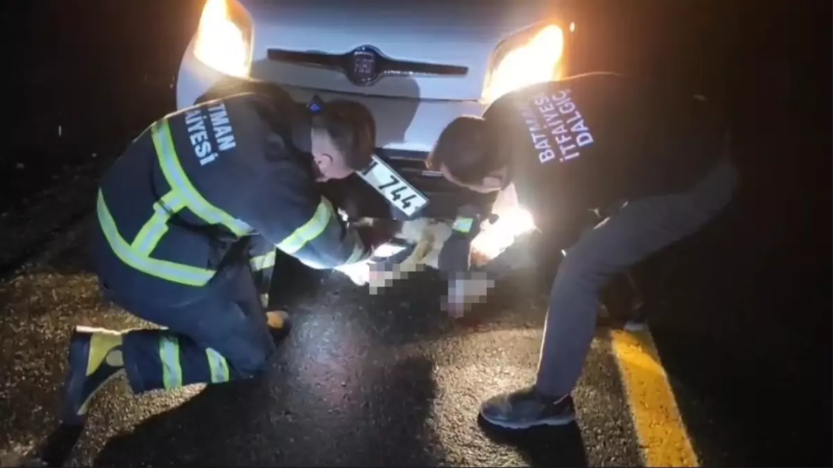 Batman\'da Tilki Trafik Kazasında Kurtarıldı