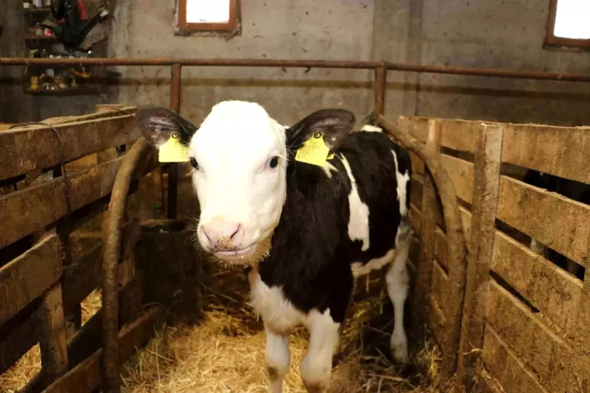 Samsun\'da Ari İşletme Hedefi