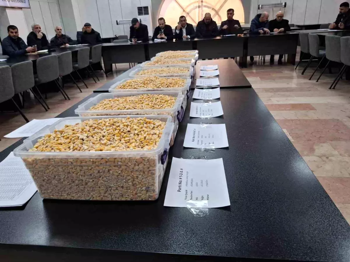 Ceylanpınar\'dan Mısır Satışı İhalesi