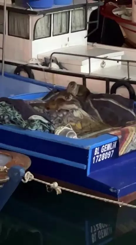 Anne Su Samuru ve Yavruları Tekneye Sığındı