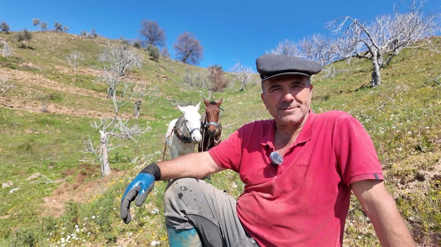 Aydın'da günlük 8 bin TL'ye at ile çift sürecek işçi bulunamıyor