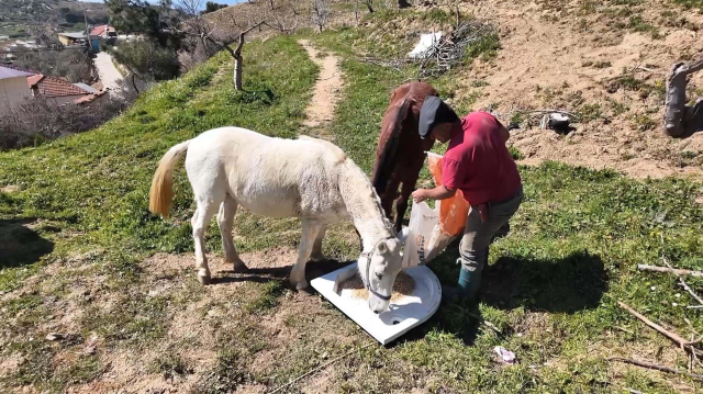 Aydın'da günlük 8 bin TL'ye at ile çift sürecek işçi bulunamıyor
