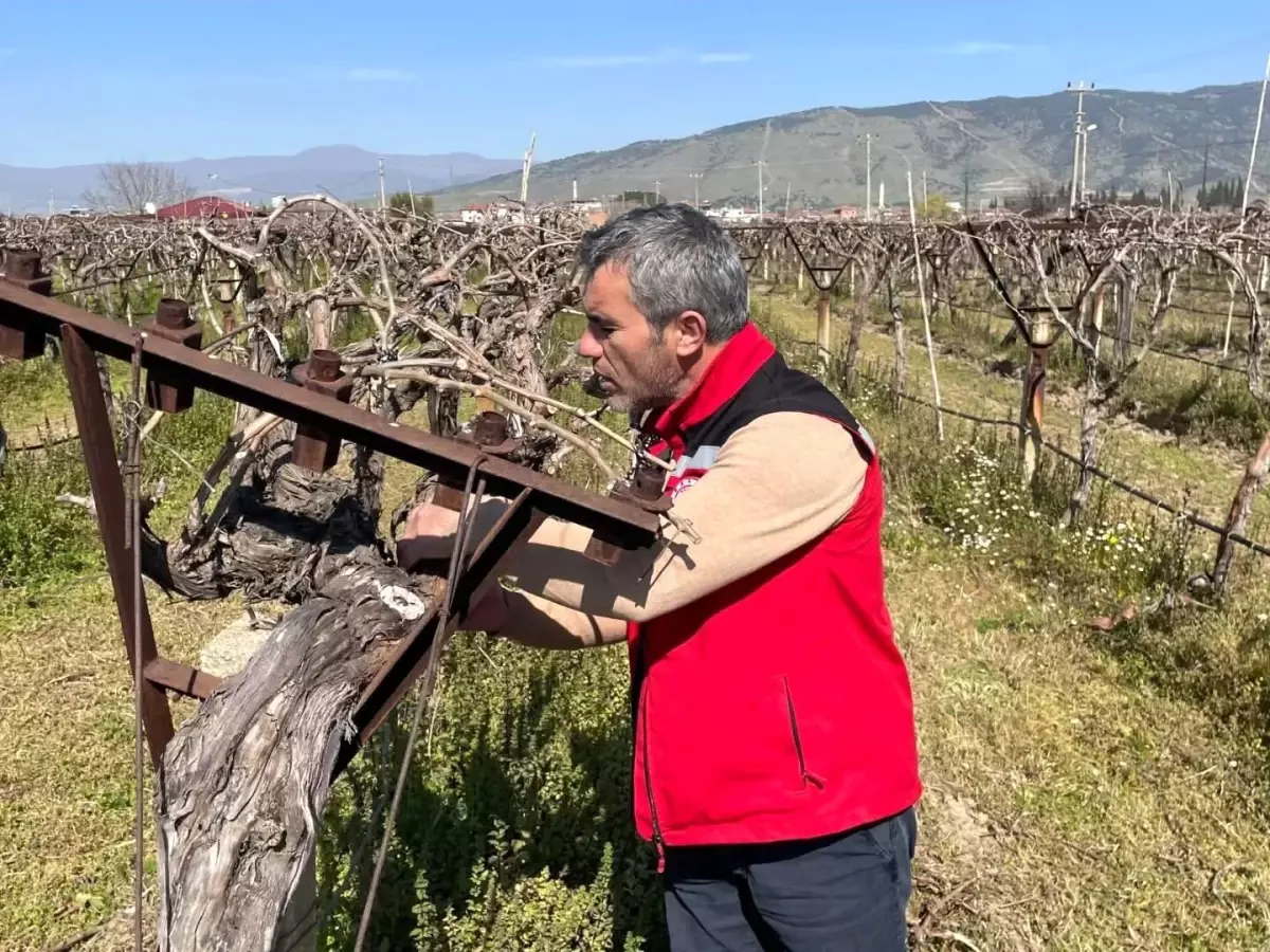 Sarıgöl\'de Üzüm Bağları İçin Kontroller Devam Ediyor