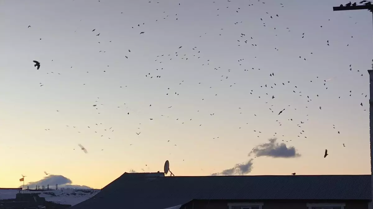 Kars\'ta Kuşların Gökyüzü Şöleni