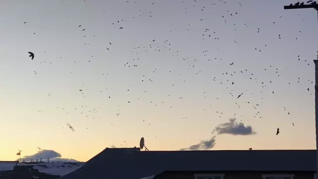 Kars’ta Kuşların Gökyüzü Şöleni