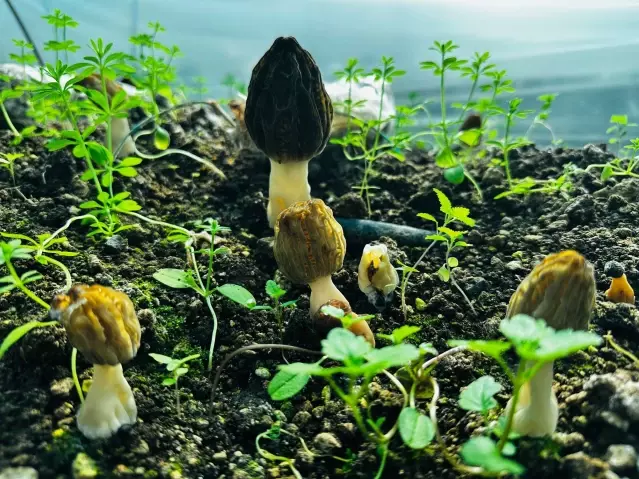 Kuzugöbeği Mantarı Üretimi Mersin’de Başladı