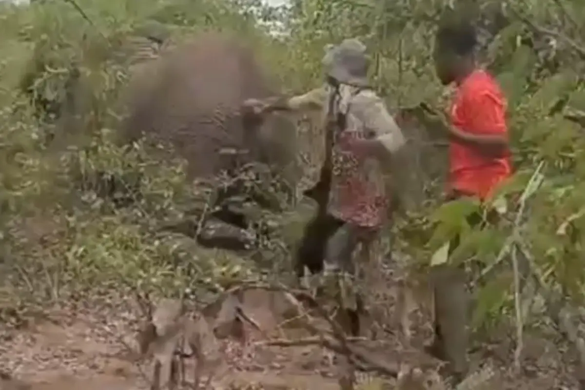 Yaralı filin kuyruğunu çekti, bedelini hayatıyla ödedi