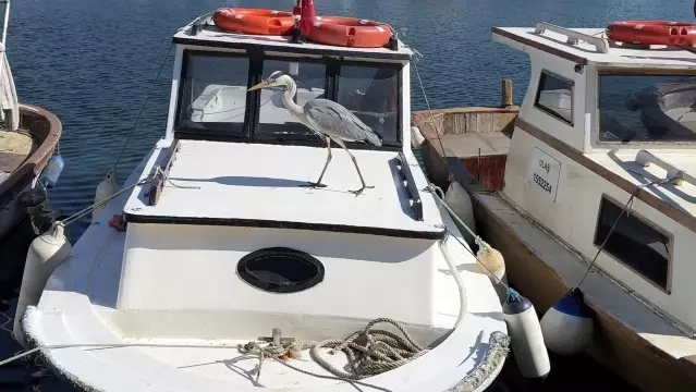 Avcılar’ın Maskotu: Cabbar Balıkçı