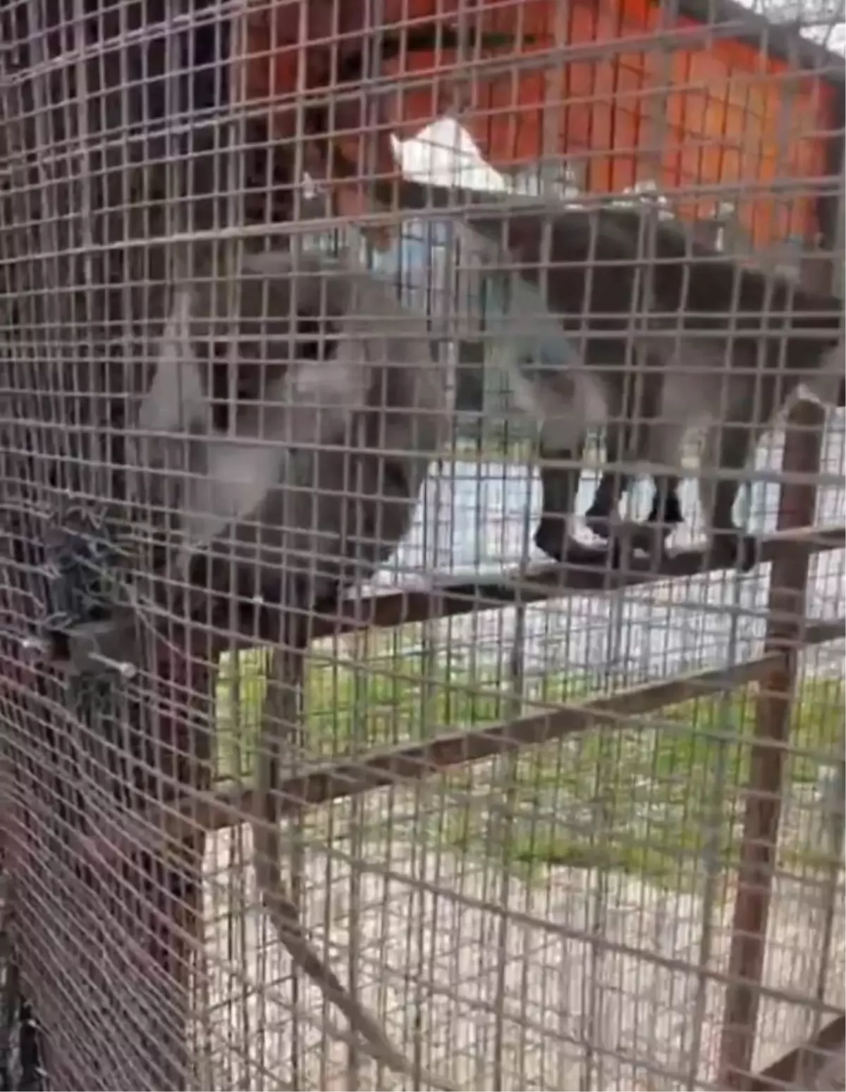 Denizli\'de 3 Örümcek Maymunu Koruma Altına Alındı