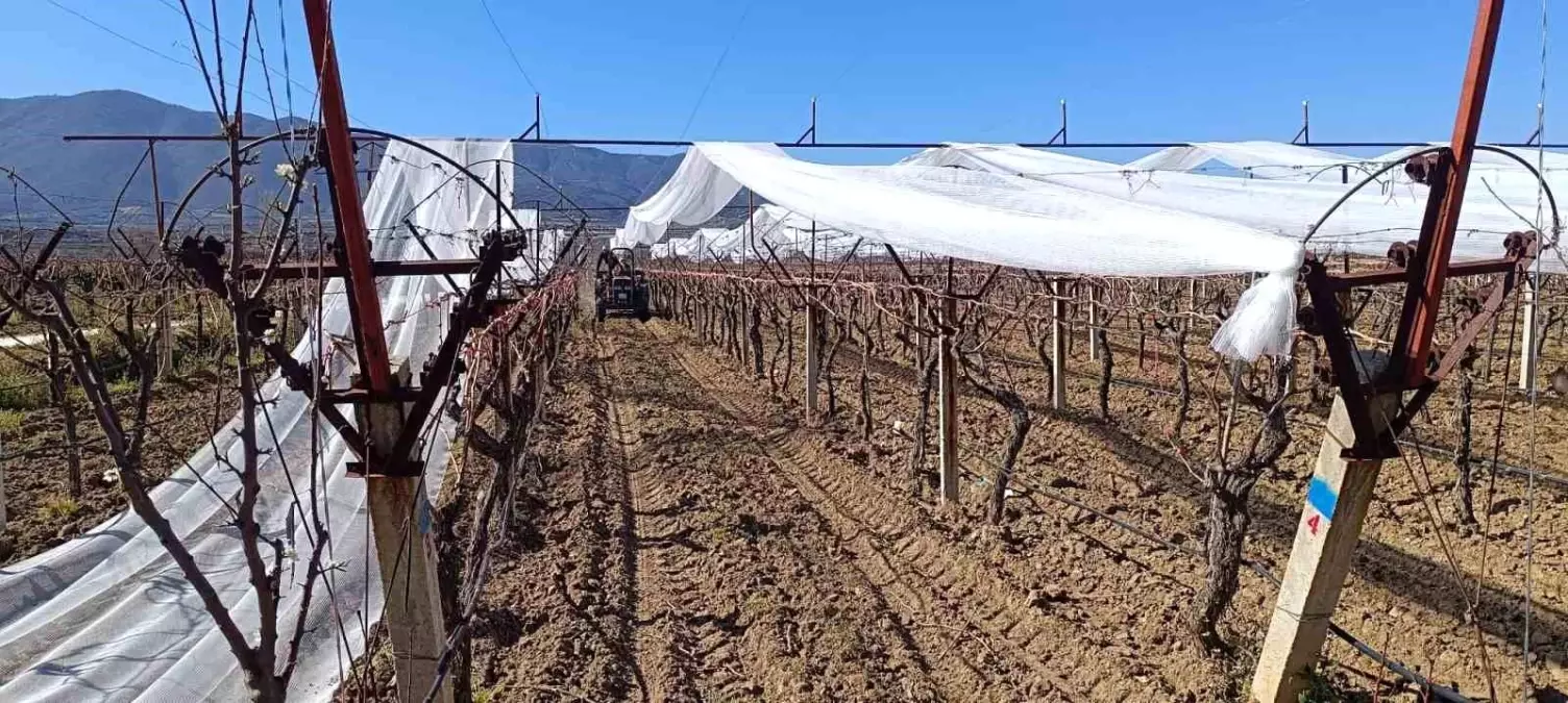 Sarıgöl\'de Üzüm Bağları Dolu Tehlikesine Karşı Korunuyor