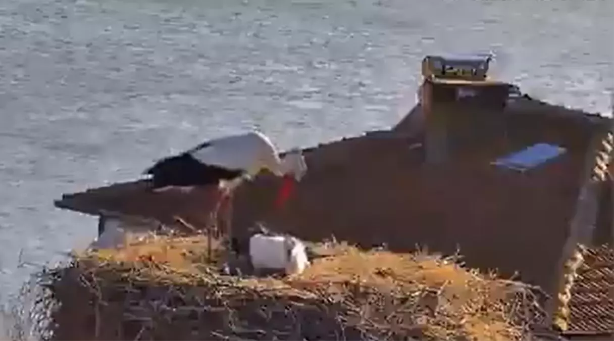 Leyleklerin Buluşması Canlı Yayında!