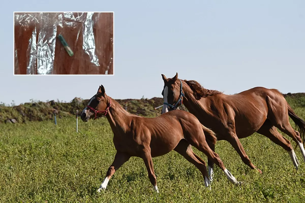 Belediye aşevinde skandal! Kavurmanın içinden yarış atı çipi çıktı