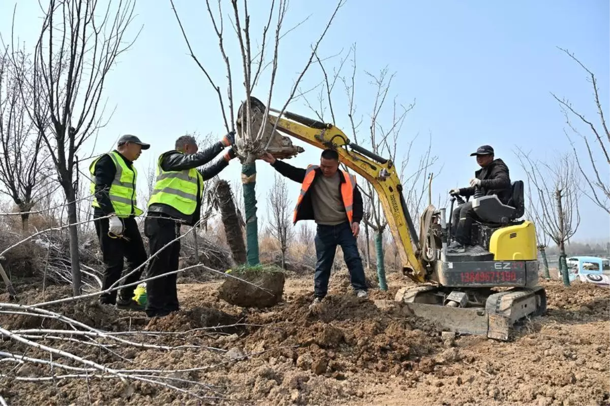 Çin\'de Orman ve Çayır Alanı Artıyor