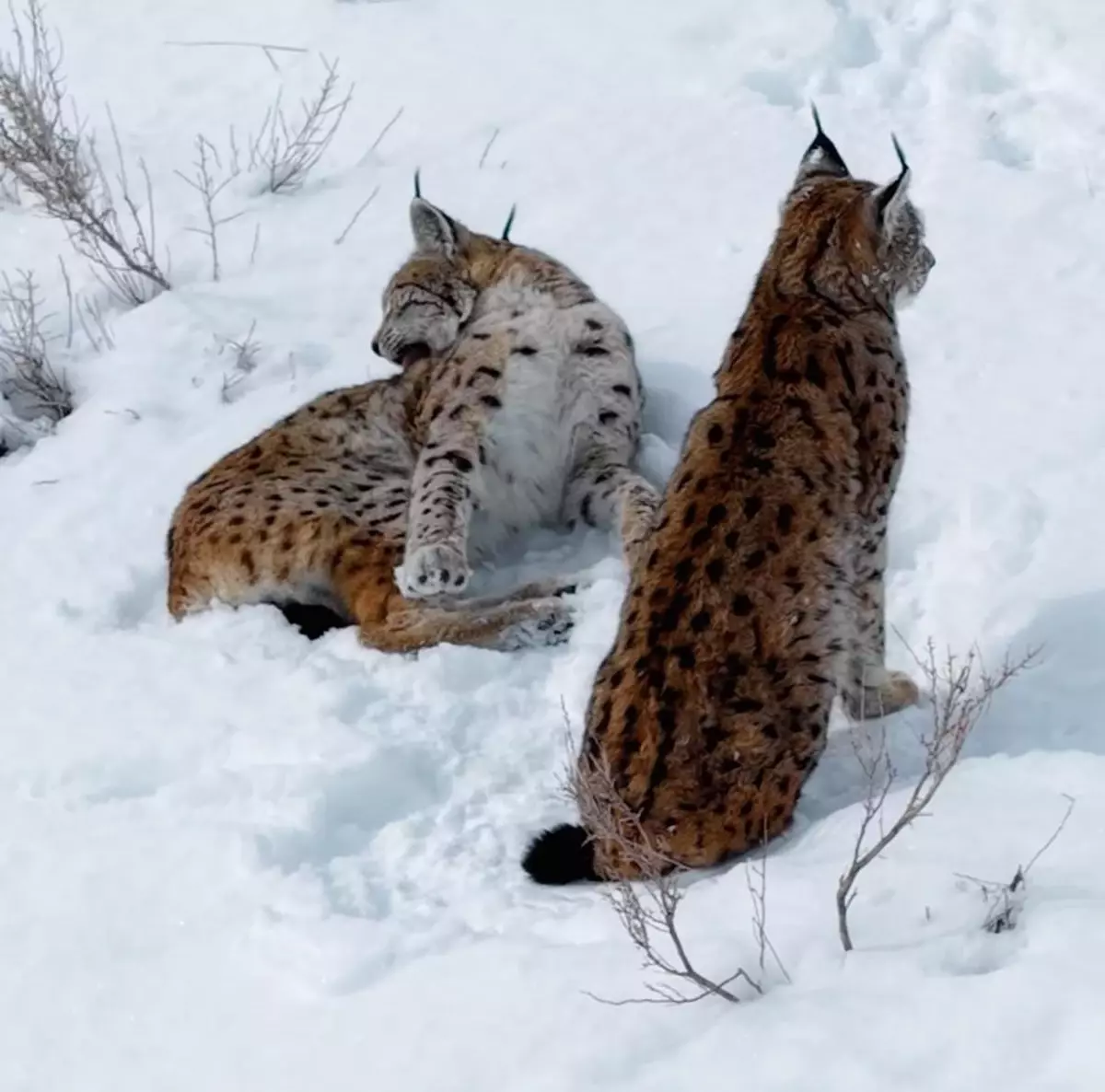 Erzincan\'da Vaşak Ailesi Görüntülendi
