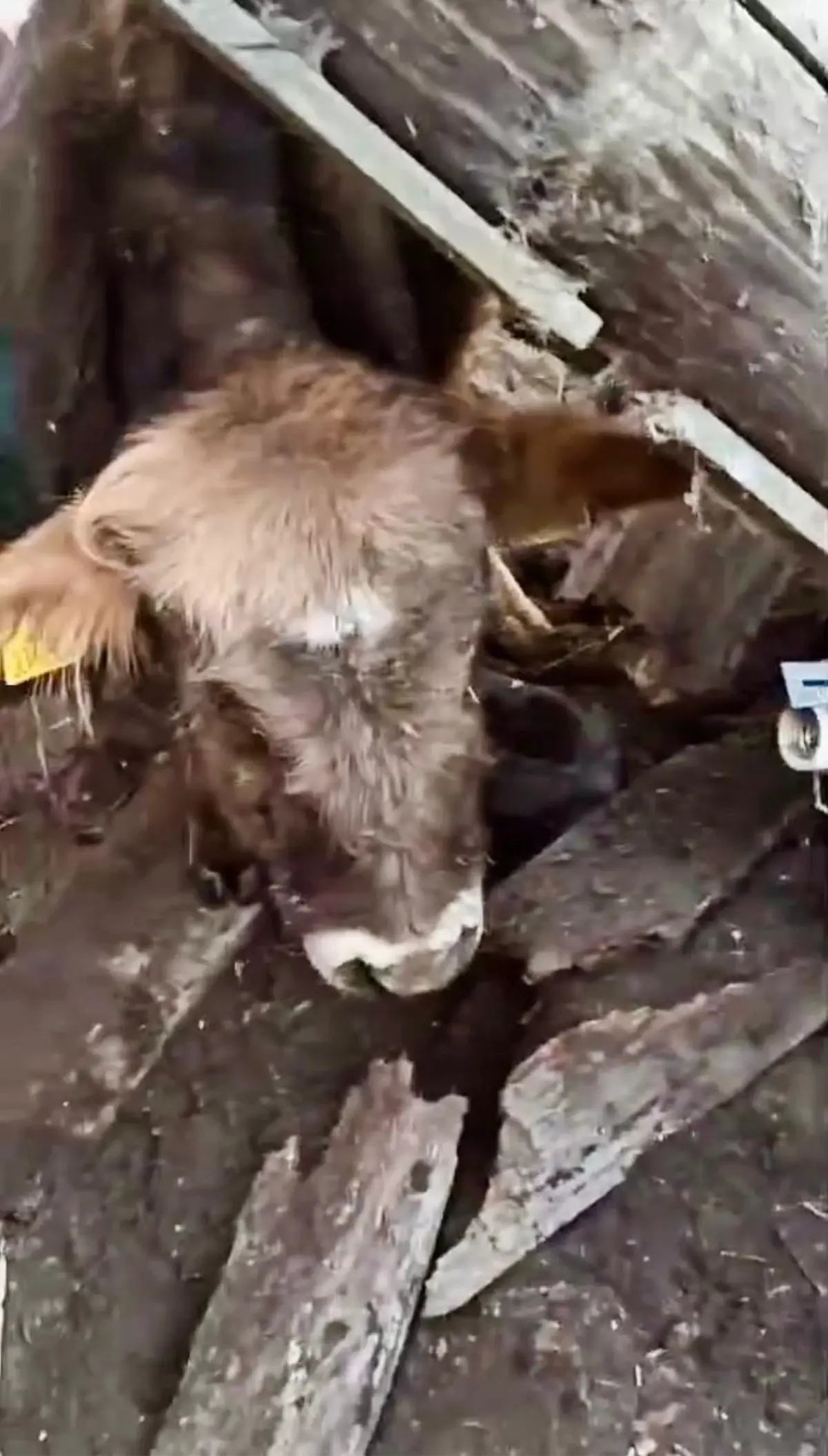 Kars\'ta Ahırın Damı Çöktü