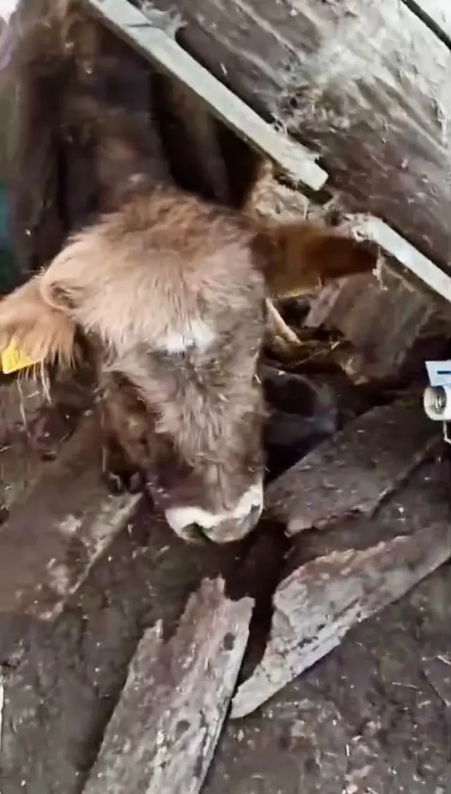 Kars’ta Ahırın Damı Çöktü