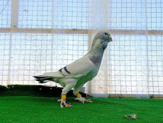 Memurluktan istifa edip bu işe başladı! Bir tanesini araba fiyatına satıyor