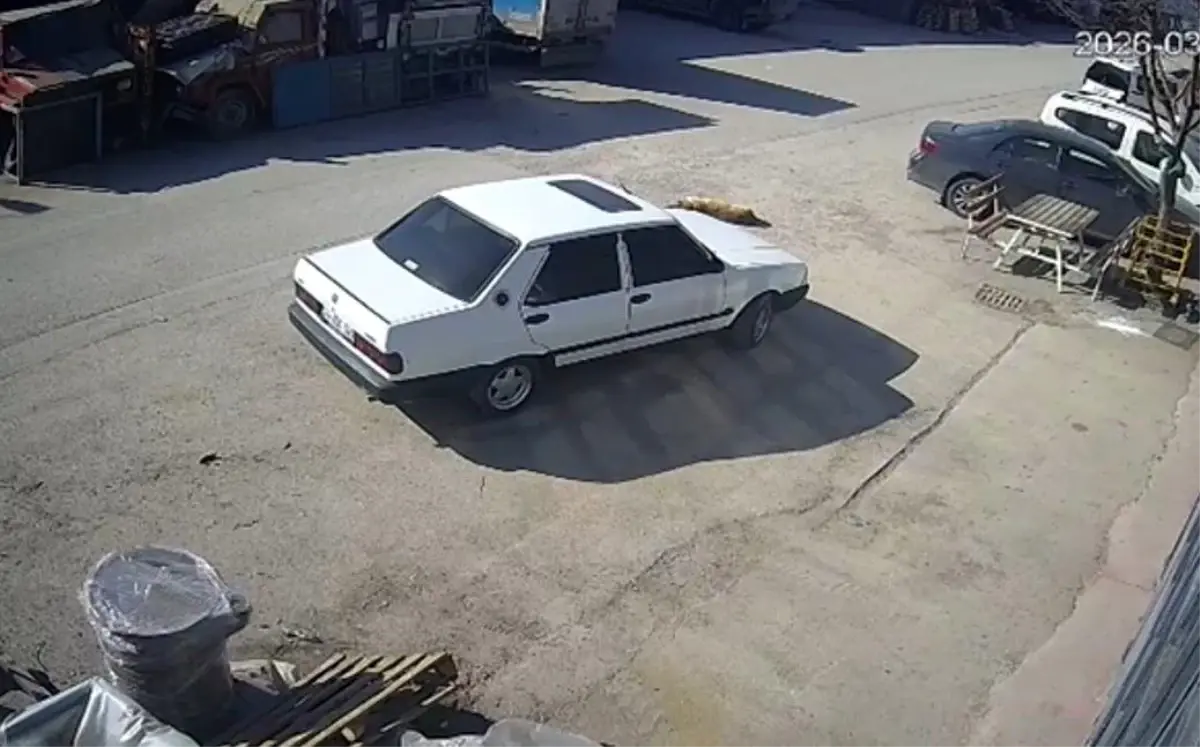 Bolu\'da Otomobil Köpeği Ezdi