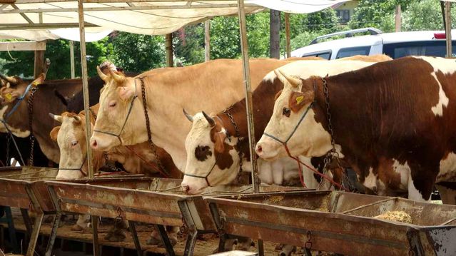 Buldan’da Şap Hastalığı Karantinası Sona Erdi