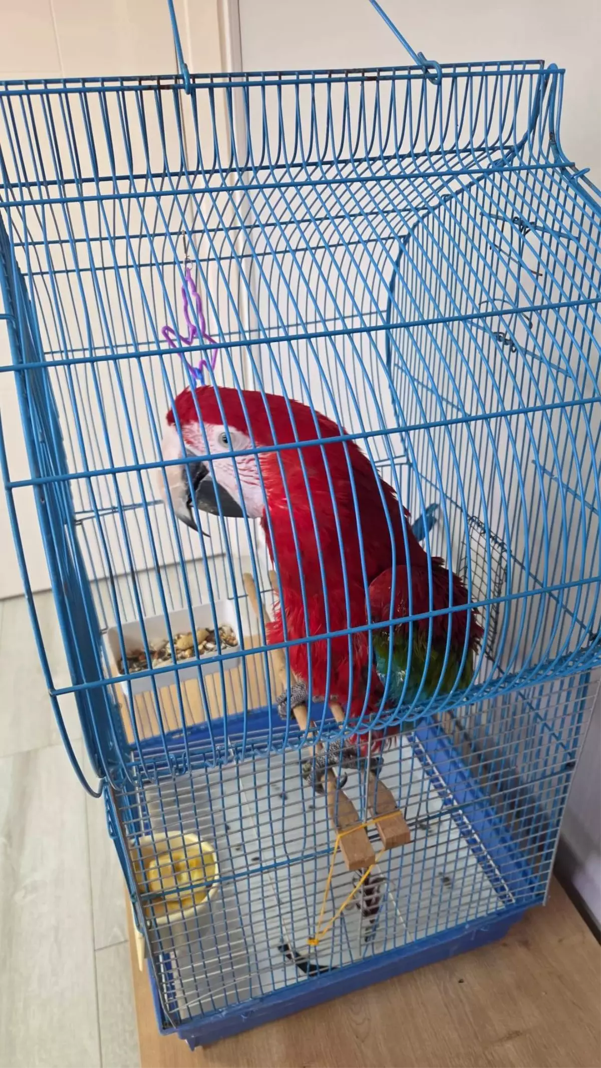 İpsala\'da Kaçak 3 Macaw Papağanı Ele Geçirildi