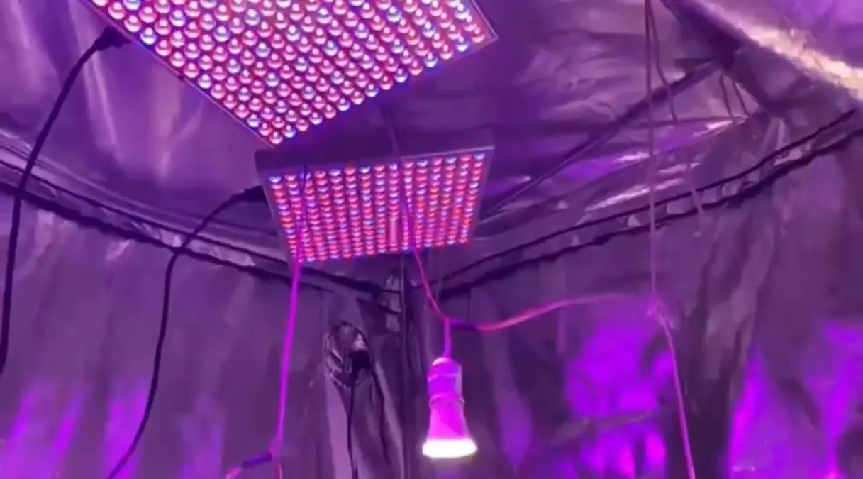 Buharkent\'te Kenevir Operasyonu