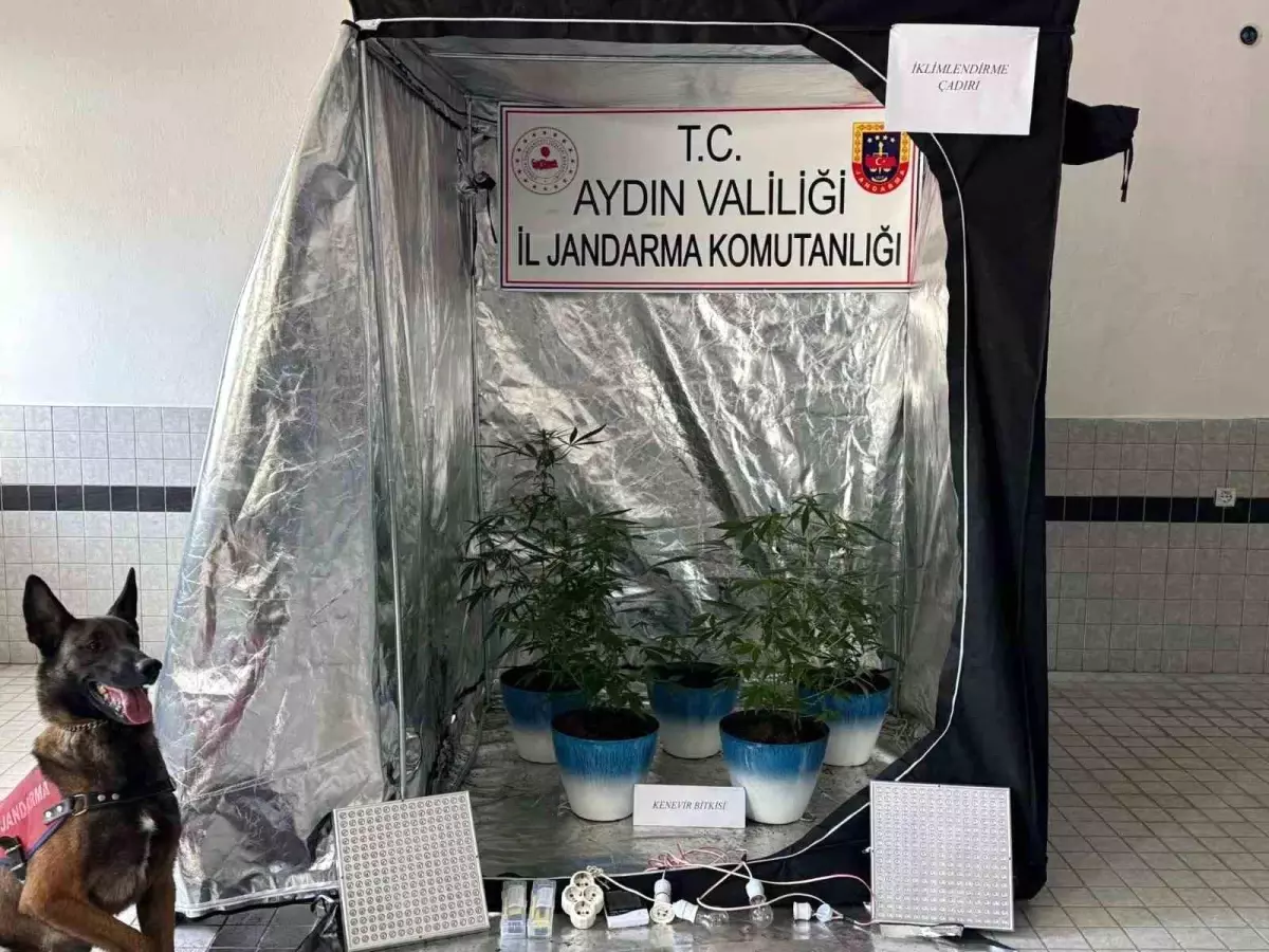 Buharkent\'te Kenevir Yetiştiren Şüpheli Yakalandı