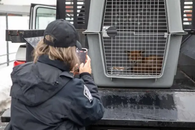 Kargo gemisine binen tilki 5 bin 500 kilometre uzakta ortaya çıktı