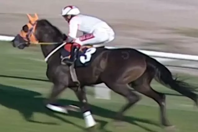 Kavurma yapılan yarış atının görüntüleri ortaya çıktı