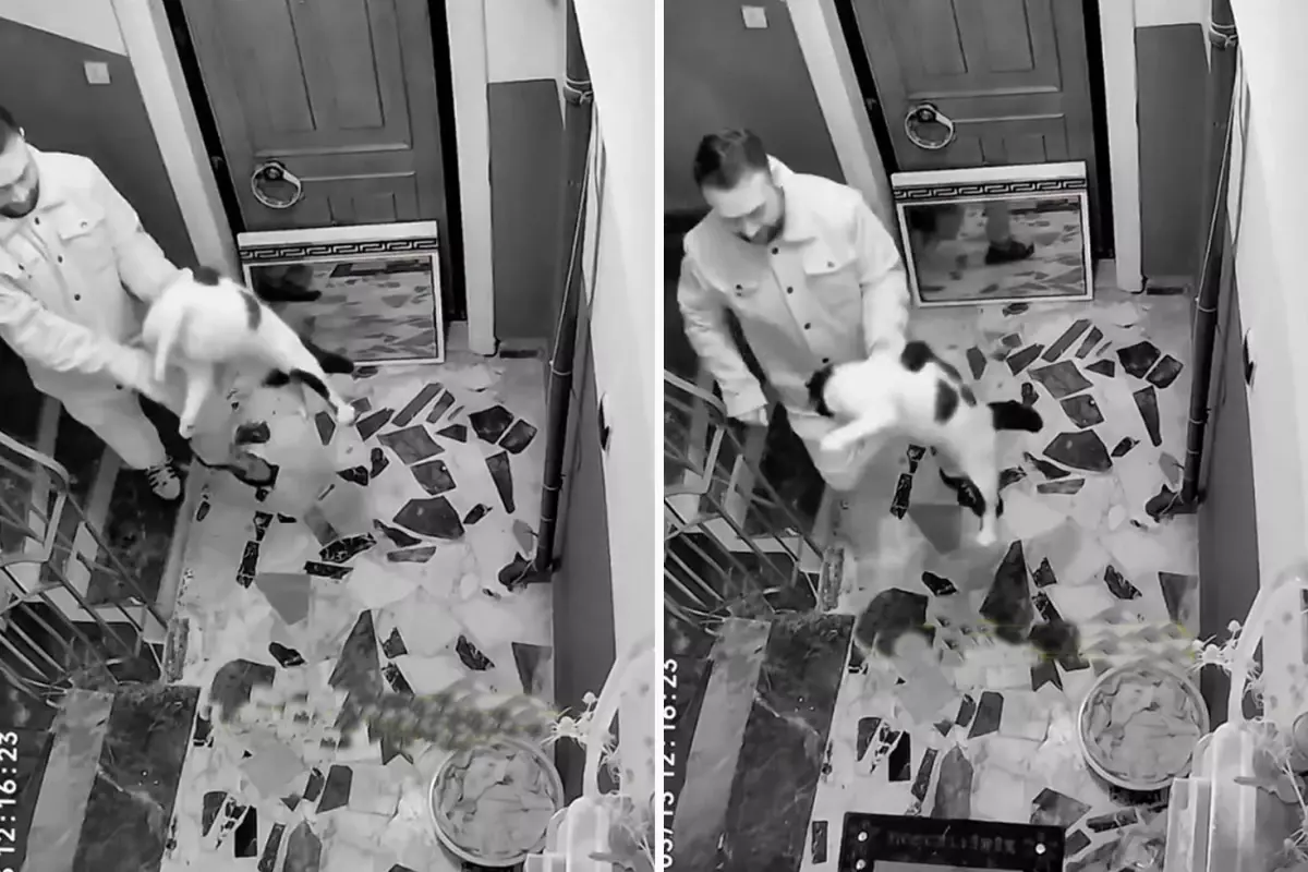 Kediyi darbedip apartmandan dışarı attı