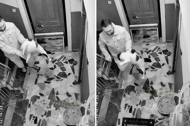 Kediyi darbedip apartmandan dışarı attı