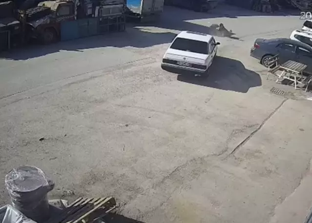 Bolu’da Köpeğe Araba Çarpıp Sürükleyen Sürücü Gözaltında