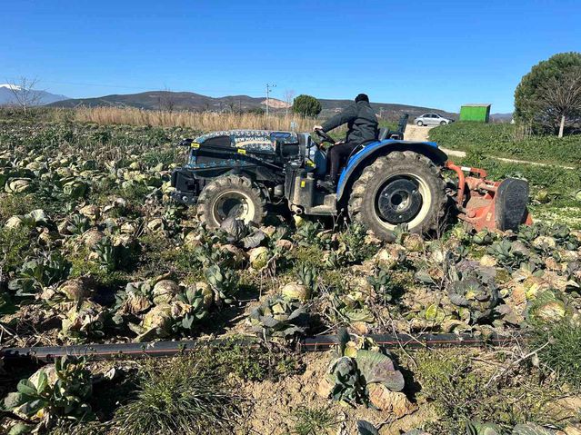 Pazarda 70 lira ama yüz binlercesi tarlada çürüdü! Üreticilerden çağrı var