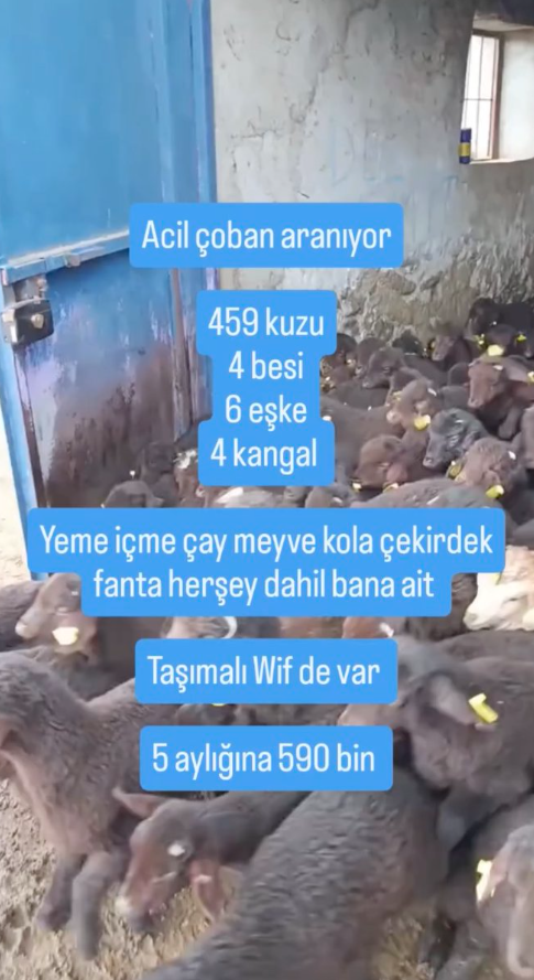 5 ay için 590 bin TL maaşla çoban ilanı sosyal medyada gündem oldu