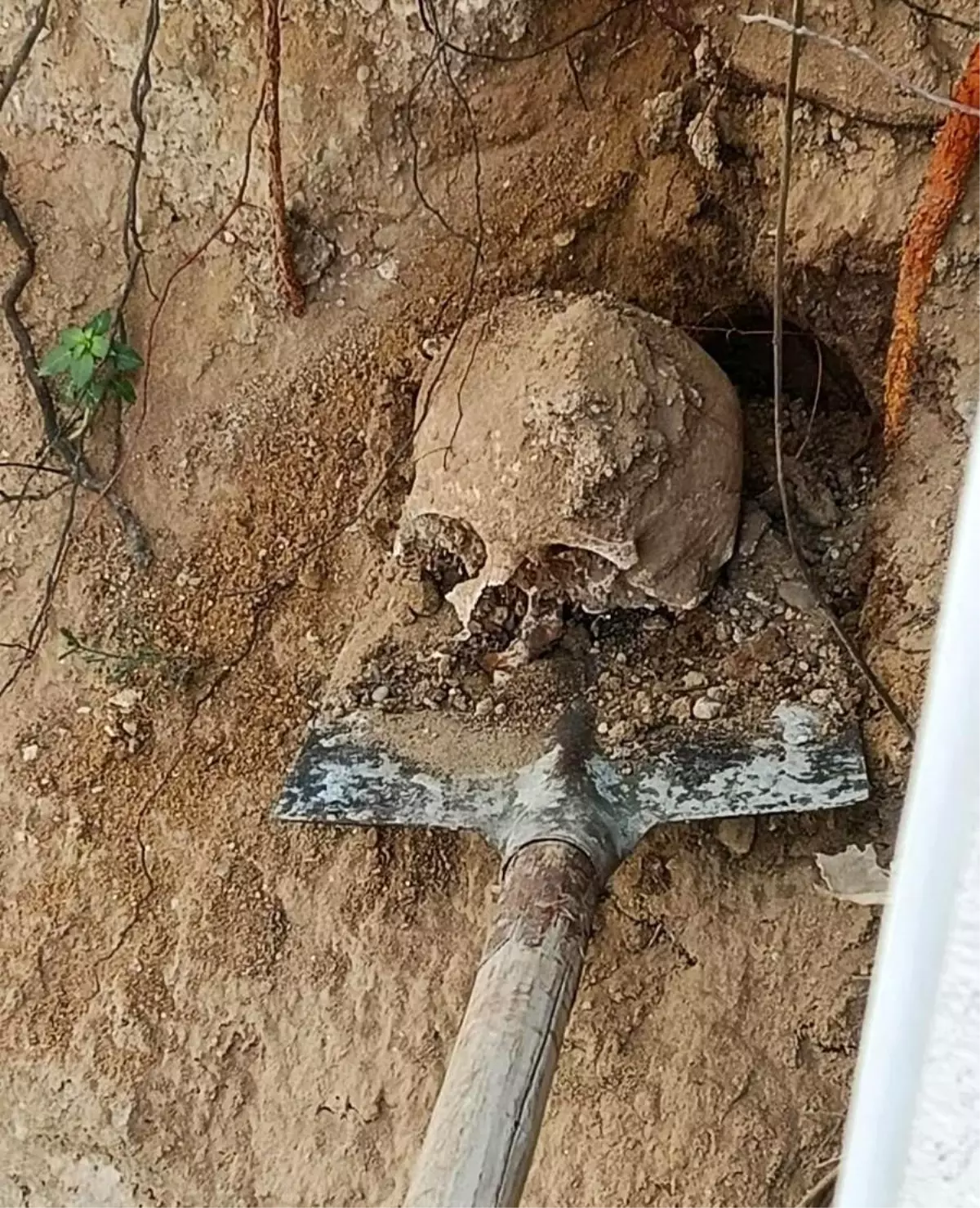 Kocaeli\'de Bahçede İnsan Kafatası Bulundu