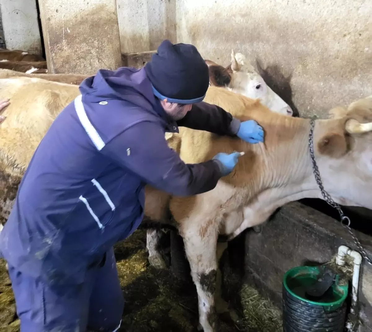 Bayburt\'ta Büyükbaş Hayvan Aşılamaları Devam Ediyor