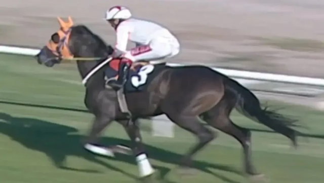 Kavurma yapılan at hipodromdan tabağa nasıl geldi? Bakın ne kadara satmışlar