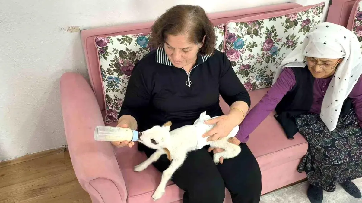 Balım\'ın Umut Dolu Hikayesi